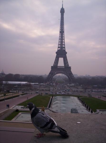 Un pigeOn 'et accesOirement une tOur Eiffel derrière...